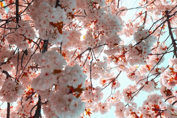 青浦绿化公司(上海青浦发展（集团）有限公司是国企吗)(图1)